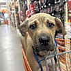 Thumbnail photo of Diamond #1