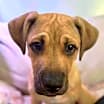 Thumbnail photo of Diamond #3