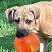 Thumbnail photo of Diamond #4