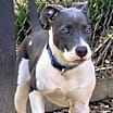 Thumbnail photo of Blue Boy #1