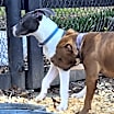 Thumbnail photo of Blue Boy #2