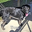 Thumbnail photo of Tom #2