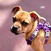 Thumbnail photo of Bruno #2