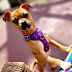 Thumbnail photo of Bruno #3