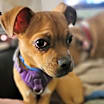Thumbnail photo of Bruno #4