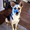 Thumbnail photo of Ziggy #3