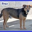 Thumbnail photo of Bruce #1