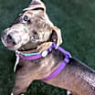 Thumbnail photo of Melvin - Pending Adoption #1