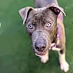Thumbnail photo of Melvin - Pending Adoption #2