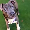 Thumbnail photo of Melvin - Pending Adoption #3
