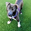 Thumbnail photo of Melvin - Pending Adoption #4
