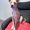 Thumbnail photo of Luna #1