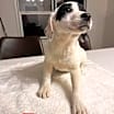Thumbnail photo of Aspen #1