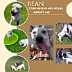 Thumbnail photo of Bean #2