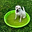 Thumbnail photo of Bean #3