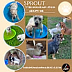 Thumbnail photo of Sprout #1