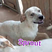 Thumbnail photo of Sprout #4