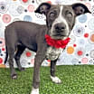 Thumbnail photo of Cherry #1