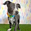 Thumbnail photo of Cherry #2