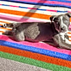 Thumbnail photo of Cherry #4