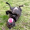 Thumbnail photo of Molly #2