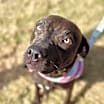 Thumbnail photo of Molly #3
