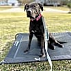 Thumbnail photo of Molly #4