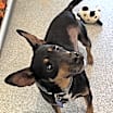 Thumbnail photo of Pablo #2