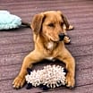 Thumbnail photo of Chevy (Simpsons Litter) #1