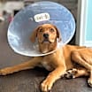 Thumbnail photo of Chevy (Simpsons Litter) #2