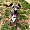 Thumbnail photo of Beamer #2