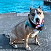 Thumbnail photo of Taffy #1