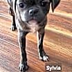 Thumbnail photo of Sylvia (Joan and Sylvia) #2