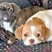 Thumbnail photo of Sylvia (Joan and Sylvia) #4