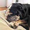 Thumbnail photo of Bronson #3