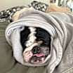 Thumbnail photo of Bronson #4