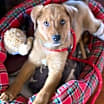 Thumbnail photo of Chevy (Simpsons Litter) #3