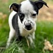 Thumbnail photo of Dubbie #4