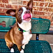Thumbnail photo of Ollie #1