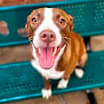 Thumbnail photo of Ollie #2