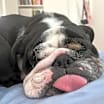 Thumbnail photo of Bronson #1
