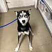Thumbnail photo of Kenai #1
