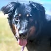Thumbnail photo of Sadie #1