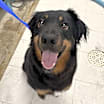 Thumbnail photo of Sadie #2