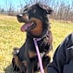 Thumbnail photo of Sadie #3