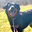 Thumbnail photo of Sadie #4