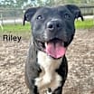 Thumbnail photo of Riley #1