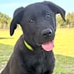 Thumbnail photo of Champ #1