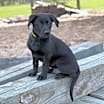 Thumbnail photo of Champ #2