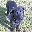 Thumbnail photo of Champ #3